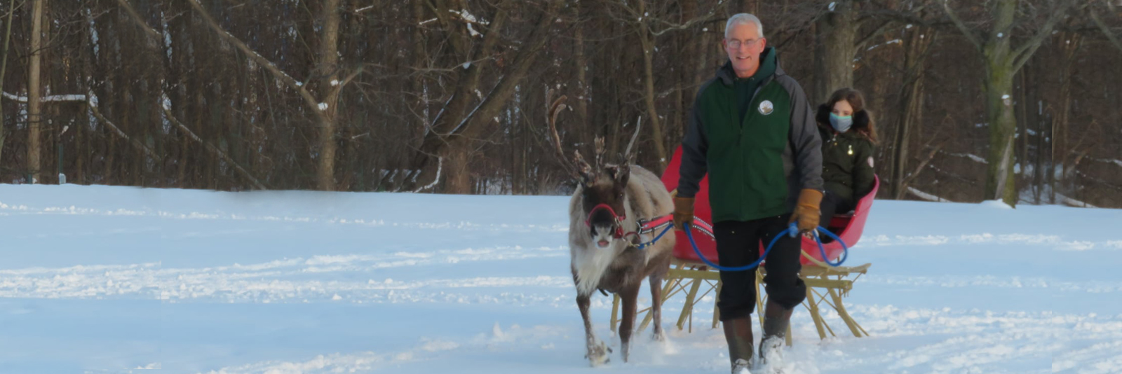 Reindeer pulling a sleigh