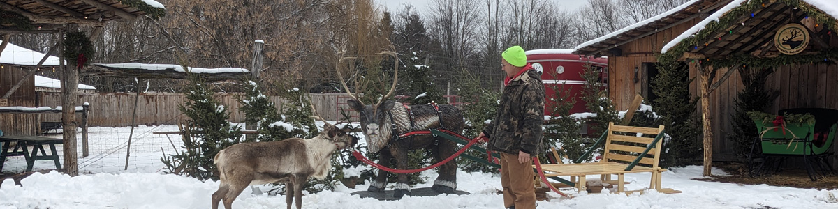A life sized reindeer carving with a traditional sleigh ridden by a man holding a real reindeer