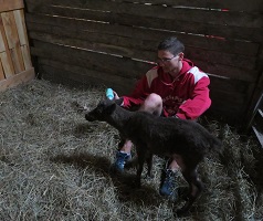 A baby reindeer in a stall with a person nearby.
