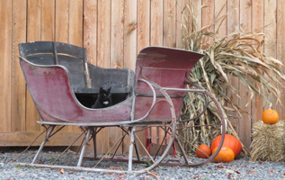 A black cat in an old sleigh beside corn stalks and pumpkins.