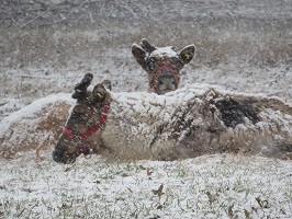 Two reindeer laying down in the snow.