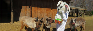 A person in an easter bunny costume surrounded by three small reindeer.