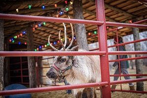 A reindeer under a roof decorated with multi-colored lights