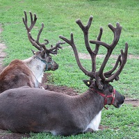 Two reindeer with fuzzy antlers.