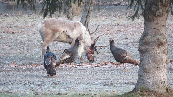 A reindeer grazing next to wild turkeys.