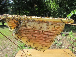 A frame of honeycomb with bees on it.