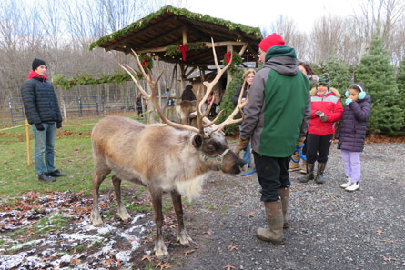A man holding a reindeer on a lead while kids look on.