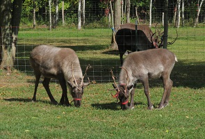Two young reindeer with twiggy antlers grazing. Two older reindeer are in the background.