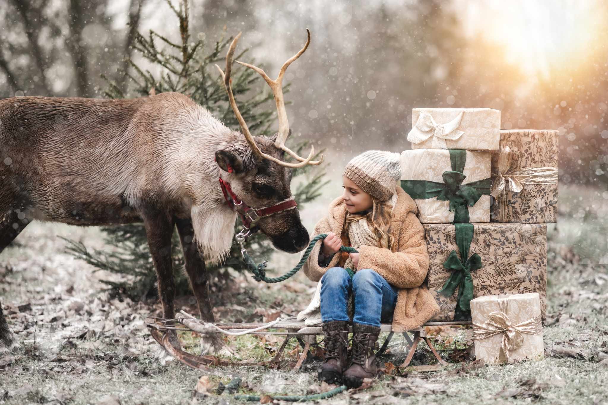 Girl sitting on a sled with gold and white christmas presents holding a reindeer on a lead.
