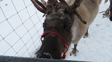A reindeer looking at the camera.