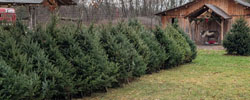 A row of christmas trees for sale in front of a barn.