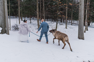 Woman in a wedding dress and fur coat and man in a blue suit leading a reindeer through a snowy forest.