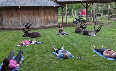 three reindeer lying down with some people doing yoga