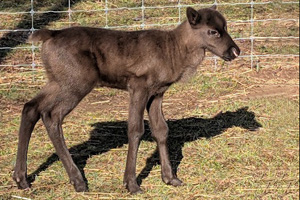 A reindeer calf in the sunshine in front of a fence.