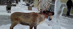 A reindeer licking an ice sculpture.