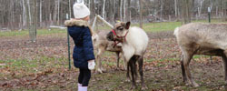 A small girl looking at a small reindeer.