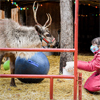 A girl feeding a reindeer.